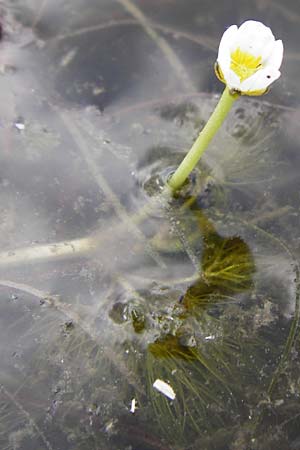 Ranunculus aquatilis \ Gew�hnlicher Wasser-Hahnenfu� / Common Water Crowfoot, White Water Crowfoot, D Dieburg 22.5.2015