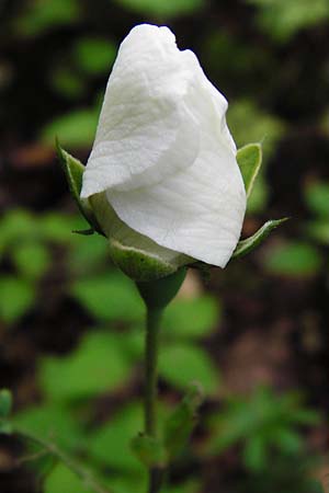 Rosa arvensis \ Kriechende Rose, Feld-Rose / Field Rose, D &Ouml;stringen-Eichelberg 8.6.2015