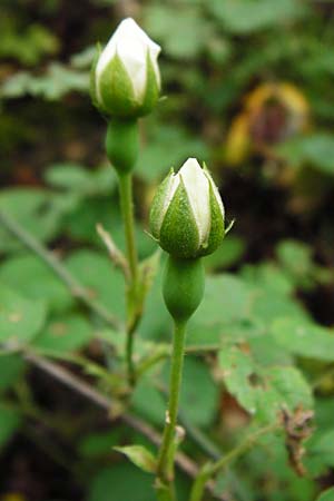 Rosa arvensis \ Kriechende Rose, Feld-Rose / Field Rose, D &Ouml;stringen-Eichelberg 8.6.2015