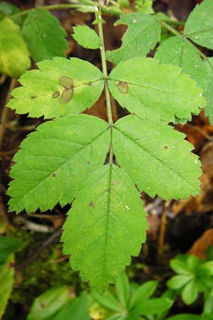 Rosa arvensis \ Kriechende Rose, Feld-Rose / Field Rose, D &Ouml;stringen-Eichelberg 8.6.2015