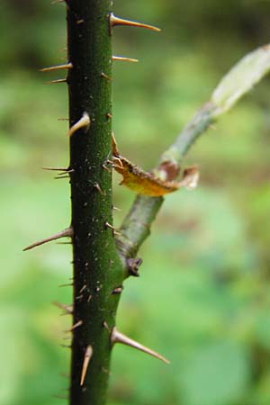 Rosa arvensis \ Kriechende Rose, Feld-Rose / Field Rose, D &Ouml;stringen-Eichelberg 8.6.2015