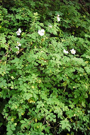 Rosa arvensis \ Kriechende Rose, Feld-Rose / Field Rose, D &Ouml;stringen-Eichelberg 8.6.2015