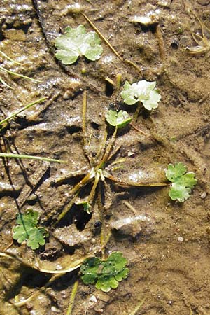 Ranunculus sceleratus \ Gift-Hahnenfu� / Celery-Leaved Buttercup, D Altlussheim 1.7.2015