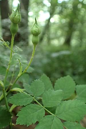 Rosa arvensis \ Kriechende Rose, Feld-Rose / Field Rose, D Hechingen 20.6.2015