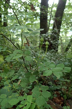 Rosa arvensis \ Kriechende Rose, Feld-Rose / Field Rose, D Hechingen 20.6.2015