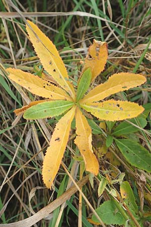 Rorippa austriaca \ �sterreicher Sumpfkresse / Austrian Yellow-Cress, D Mannheim 21.10.2015