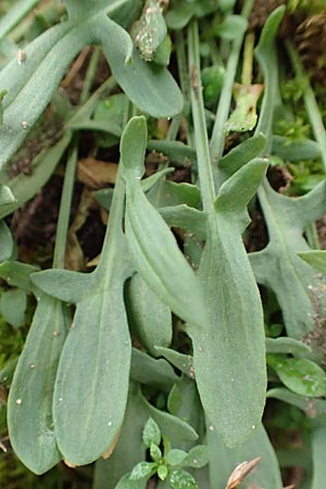 Rumex acetosella \ Kleiner Sauer-Ampfer / Sheep's Sorrel, D Mannheim 7.11.2015