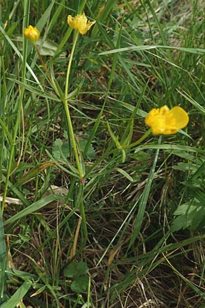 Ranunculus auricomus specL ? \ Gold-Hahnenfu� / Goldilocks, D Odenwald, Nieder-Beerbach 22.4.2016