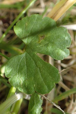 Ranunculus auricomus specL ? \ Gold-Hahnenfu� / Goldilocks, D Odenwald, Nieder-Beerbach 22.4.2016