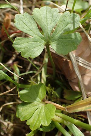 Ranunculus auricomus specL ? \ Gold-Hahnenfu� / Goldilocks, D Odenwald, Nieder-Beerbach 22.4.2016