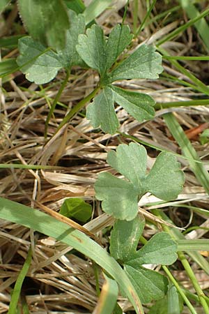 Ranunculus auricomus specL ? \ Gold-Hahnenfu� / Goldilocks, D Odenwald, Nieder-Beerbach 22.4.2016