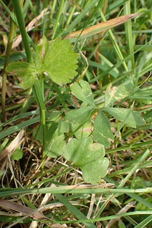 Ranunculus auricomus specL ? \ Gold-Hahnenfu� / Goldilocks, D Odenwald, Nieder-Beerbach 22.4.2016