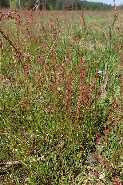 Rumex tenuifolius \ Schmalbl�ttriger Sauer-Ampfer / Narrow-Leaved Sheep's Sorrel, D Viernheim 5.5.2016