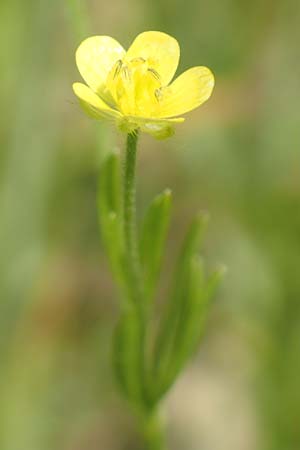 Ranunculus arvensis \ Acker-Hahnenfu� / Corn Buttercup, D Tiefenbronn 26.6.2016