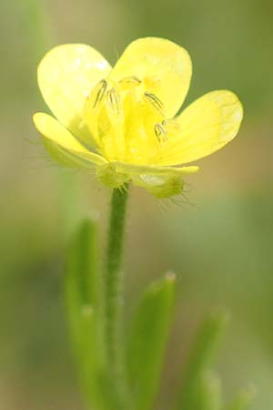 Ranunculus arvensis \ Acker-Hahnenfu� / Corn Buttercup, D Tiefenbronn 26.6.2016