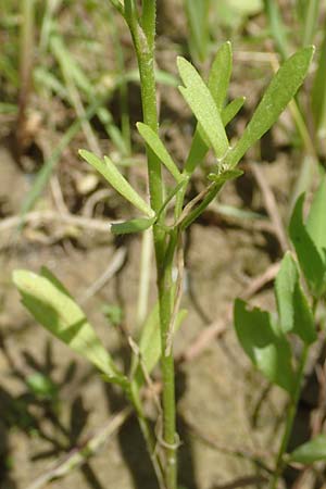Ranunculus arvensis \ Acker-Hahnenfu� / Corn Buttercup, D Tiefenbronn 26.6.2016