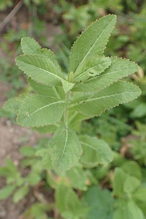 Rorippa austriaca \ �sterreicher Sumpfkresse / Austrian Yellow-Cress, D Laudenbach am Main 17.9.2016