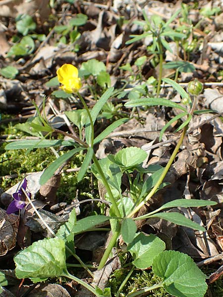 Ranunculus auricomus specM ? \ Gold-Hahnenfu� / Goldilocks, D Frankfurt-R&ouml;delheim 25.3.2017
