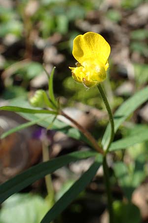 Ranunculus auricomus specM ? \ Gold-Hahnenfu� / Goldilocks, D Frankfurt-R&ouml;delheim 25.3.2017