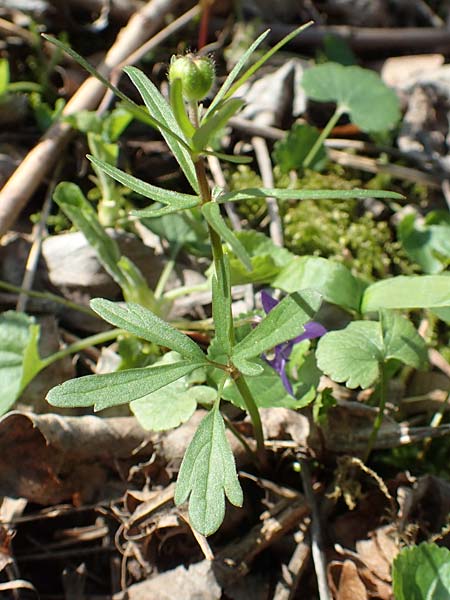 Ranunculus auricomus specM ? \ Gold-Hahnenfu� / Goldilocks, D Frankfurt-R&ouml;delheim 25.3.2017