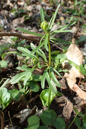Ranunculus auricomus specM ? \ Gold-Hahnenfu� / Goldilocks, D Frankfurt-R&ouml;delheim 25.3.2017