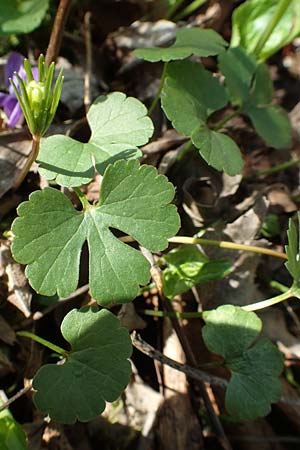 Ranunculus auricomus specM ? \ Gold-Hahnenfu� / Goldilocks, D Frankfurt-R&ouml;delheim 25.3.2017