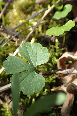 Ranunculus auricomus specM ? \ Gold-Hahnenfu� / Goldilocks, D Frankfurt-R&ouml;delheim 25.3.2017