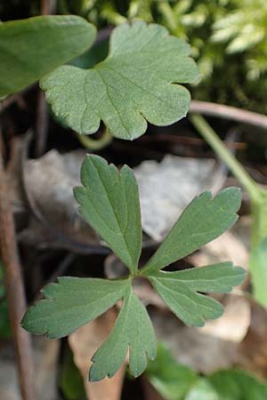 Ranunculus auricomus specM ? \ Gold-Hahnenfu� / Goldilocks, D Frankfurt-R&ouml;delheim 25.3.2017