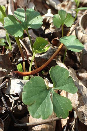 Ranunculus auricomus specM ? \ Gold-Hahnenfu� / Goldilocks, D Frankfurt-R&ouml;delheim 25.3.2017