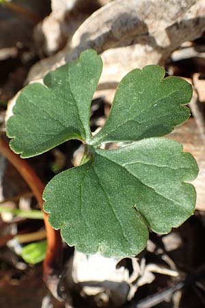 Ranunculus auricomus specM ? \ Gold-Hahnenfu� / Goldilocks, D Frankfurt-R&ouml;delheim 25.3.2017
