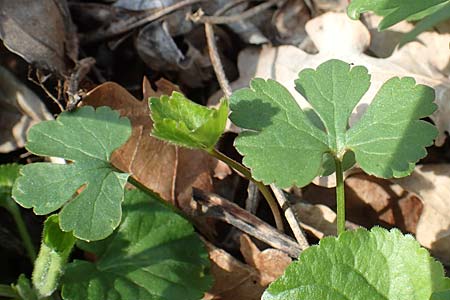 Ranunculus auricomus specM ? \ Gold-Hahnenfu� / Goldilocks, D Frankfurt-R&ouml;delheim 25.3.2017