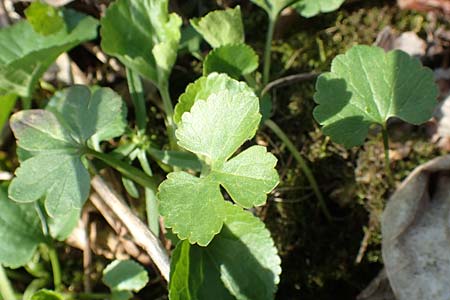 Ranunculus auricomus specM ? \ Gold-Hahnenfu� / Goldilocks, D Frankfurt-R&ouml;delheim 25.3.2017