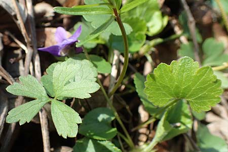 Ranunculus auricomus specM ? \ Gold-Hahnenfu� / Goldilocks, D Frankfurt-R&ouml;delheim 25.3.2017