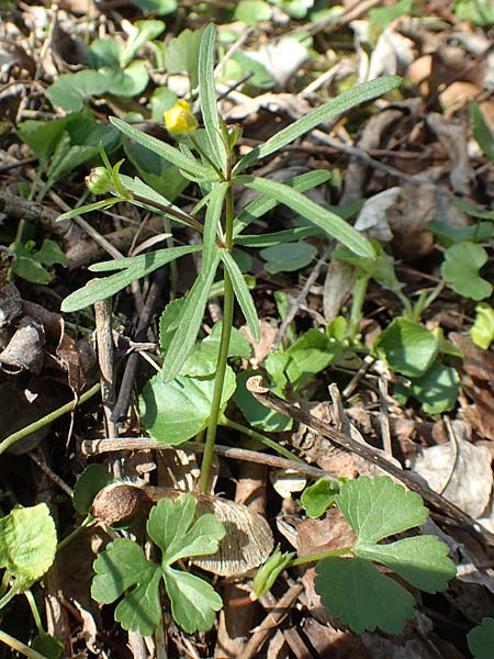 Ranunculus auricomus specM ? \ Gold-Hahnenfu� / Goldilocks, D Frankfurt-R&ouml;delheim 25.3.2017