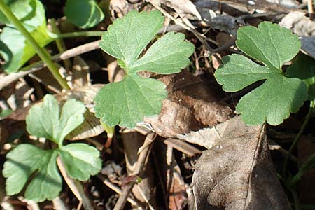 Ranunculus auricomus specM ? \ Gold-Hahnenfu� / Goldilocks, D Frankfurt-R&ouml;delheim 25.3.2017