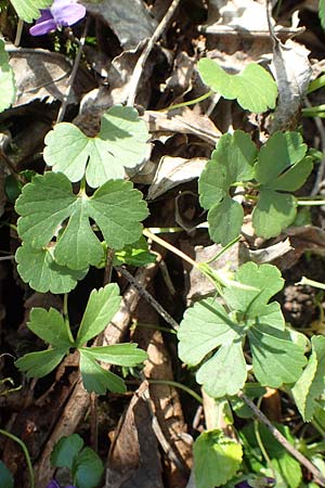 Ranunculus auricomus specM ? \ Gold-Hahnenfu� / Goldilocks, D Frankfurt-R&ouml;delheim 25.3.2017