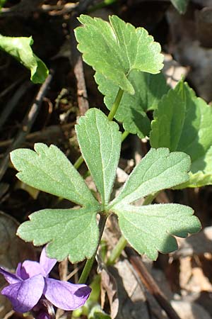 Ranunculus auricomus specM ? \ Gold-Hahnenfu� / Goldilocks, D Frankfurt-R&ouml;delheim 25.3.2017