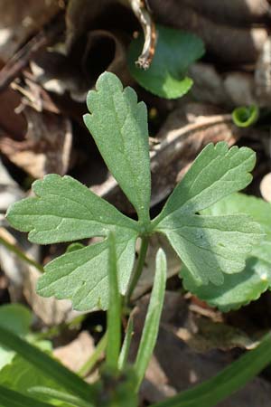 Ranunculus auricomus specM ? \ Gold-Hahnenfu� / Goldilocks, D Frankfurt-R&ouml;delheim 25.3.2017