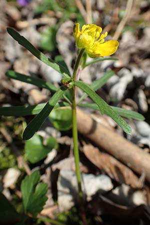 Ranunculus auricomus specM ? \ Gold-Hahnenfu� / Goldilocks, D Frankfurt-R&ouml;delheim 25.3.2017