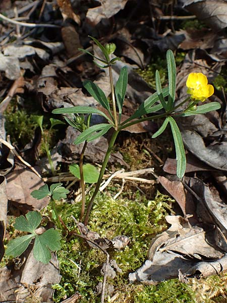 Ranunculus auricomus specM ? \ Gold-Hahnenfu� / Goldilocks, D Frankfurt-R&ouml;delheim 25.3.2017
