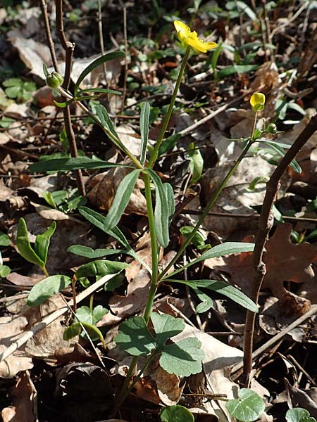 Ranunculus auricomus specM ? \ Gold-Hahnenfu� / Goldilocks, D Frankfurt-R&ouml;delheim 25.3.2017