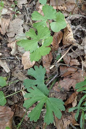 Ranunculus abyssus \ H&ouml;llen-Gold-Hahnenfu� / Hell Goldilocks, D Wincheringen-S&ouml;st 22.4.2017