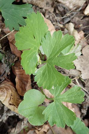 Ranunculus abyssus \ H&ouml;llen-Gold-Hahnenfu� / Hell Goldilocks, D Wincheringen-S&ouml;st 22.4.2017