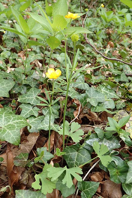 Ranunculus abyssus \ H&ouml;llen-Gold-Hahnenfu� / Hell Goldilocks, D Wincheringen-S&ouml;st 22.4.2017