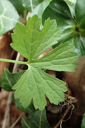 Ranunculus abyssus \ H&ouml;llen-Gold-Hahnenfu� / Hell Goldilocks, D Wincheringen-S&ouml;st 22.4.2017