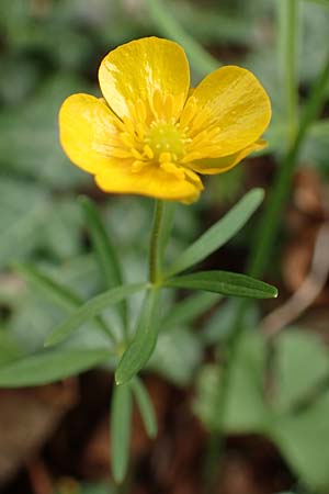 Ranunculus abyssus \ H&ouml;llen-Gold-Hahnenfu� / Hell Goldilocks, D Wincheringen-S&ouml;st 22.4.2017