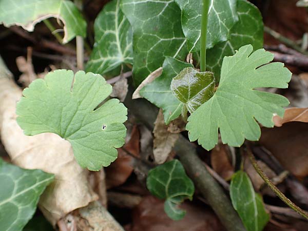 Ranunculus abyssus \ H&ouml;llen-Gold-Hahnenfu� / Hell Goldilocks, D Wincheringen-S&ouml;st 22.4.2017