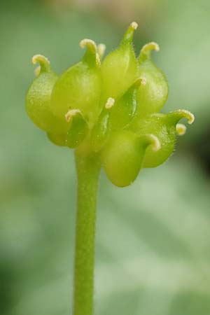Ranunculus abyssus \ H&ouml;llen-Gold-Hahnenfu� / Hell Goldilocks, D Wincheringen-S&ouml;st 22.4.2017