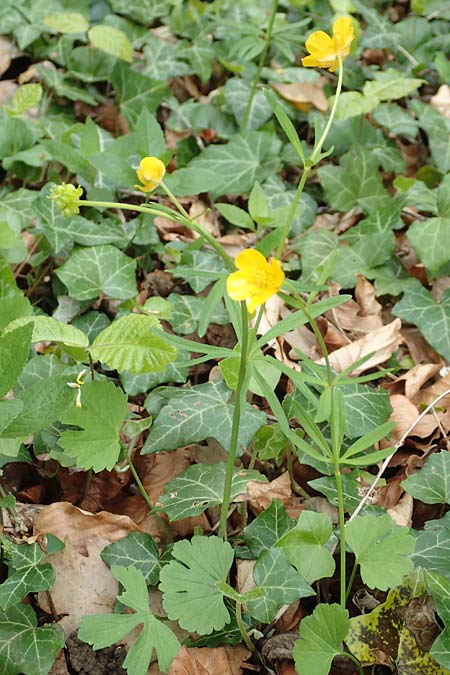 Ranunculus abyssus \ H&ouml;llen-Gold-Hahnenfu� / Hell Goldilocks, D Wincheringen-S&ouml;st 22.4.2017