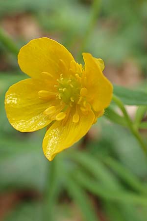 Ranunculus abyssus \ H&ouml;llen-Gold-Hahnenfu� / Hell Goldilocks, D Wincheringen-S&ouml;st 22.4.2017